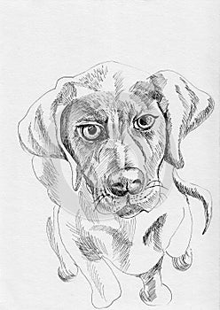 Dog sketch illustration