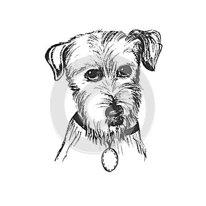 Dog, sketch style, vector illustration