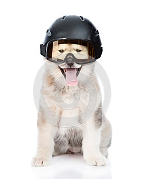 Dog in ski helmet and goggles for skiing. isolated on white