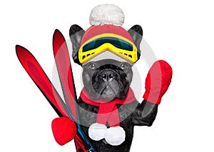 Dog ski winter