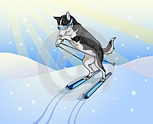 Dog skier