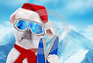 Dog skier in red Christmas hat wearing ski goggles.