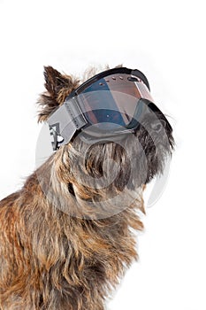 Dog with skiing mask portrait.