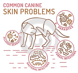 Dog skin problems infographic. Editable vector illustration