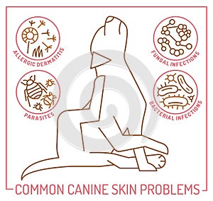 Dog skin problems infographic. Editable vector illustration