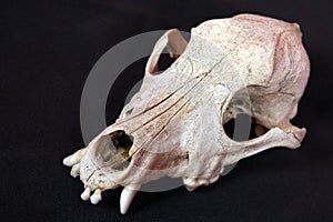 Dog skull