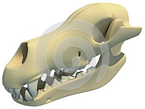 Dog Skull animal 3D rendering