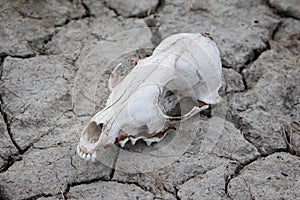 Dog Skull