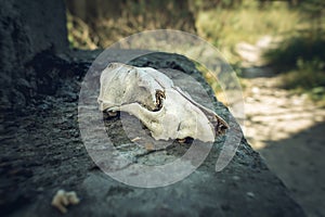 Dog skull in the exclusion zone