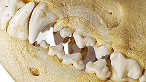 Dog skull Teeth