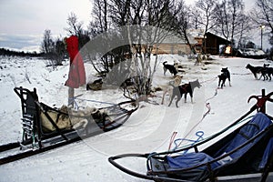 Dog Sled