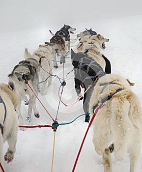 Dog Sled