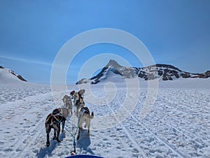 Dog sled in a glacier