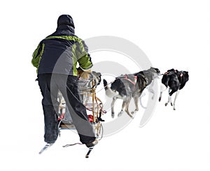 Dog Sled Musher and Dog Team Against White