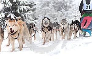 Dog sled race