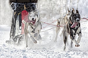 Dog sled race snow covered landscape