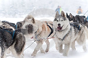 Il cane slitta da corsa 