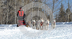 Dog Sled racing in the mountains