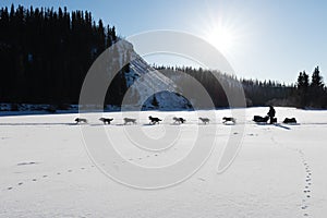 Dog sled racing in Yukon Quest photo