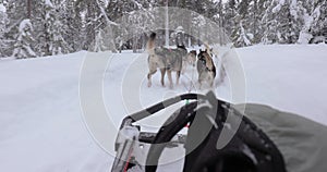 Dog sled ride in Finland