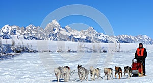 Dog Sled Team Racing