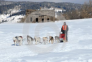 Dog Sled Team Racing