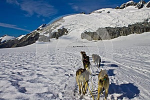 Dog sled team racing