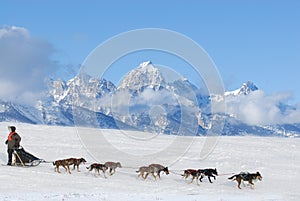 Dog Sled Team Racing photo