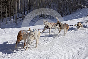 Dog Sled Team In Training