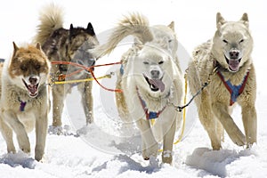 Dog-sledding