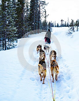 Dog sledding with Alaskan huskies through a winter wilderness