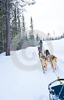 Dog sledding with Alaskan huskies through a winter wilderness