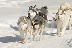 Dog sledding, beautiful huskies