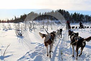 Dog Sledding on snow