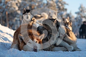 Dog sledding is a good entertainment for citizens of Yakutsk