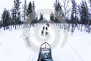 Dog sledding with huskies in beautiful landscape