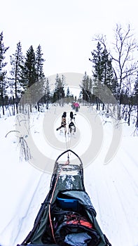 Dog sledding with huskies in beautiful landscape