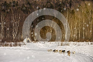 Dog sledding with huskies in beautiful sunset