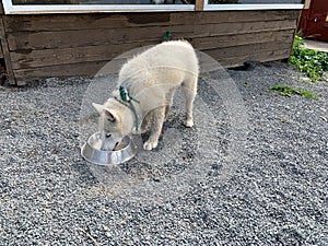 dog for sledding. husky dog in nature. Growing and breeding Laika dogs