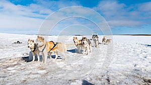 Dog sledding Husky waiting