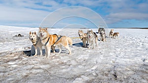 Dog sledding Husky waiting