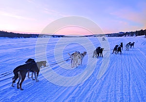 Dog sledding on the lake of Yellowknife Canada