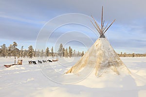 Dog sledding in Lapland