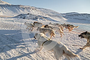 Dog sledding - side view of fast running Greenland dogs across f