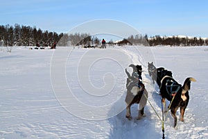 Dog Sledding on snow