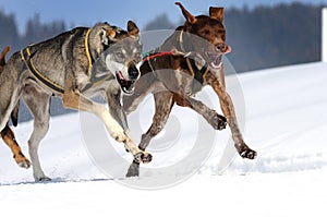 dog sledding on the snow