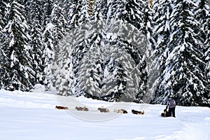 Dog sledding in the wood - Dolomiti