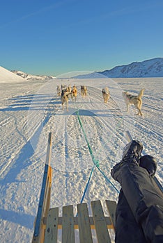 Dog sledging to glacier in Greenland