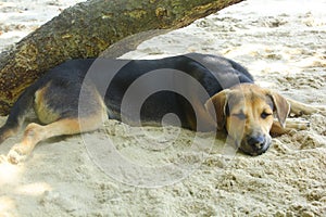 Dog sleep on the beach