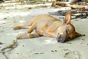 Dog sleep on the beach